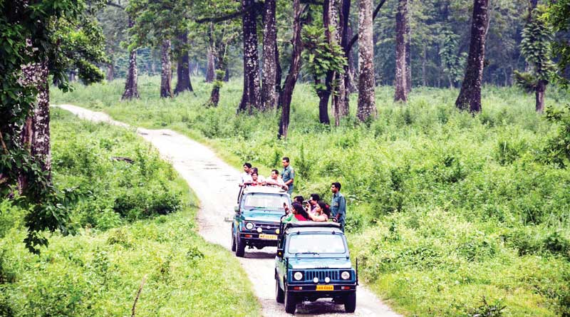 Explore Gorumara reserve forest in this puja