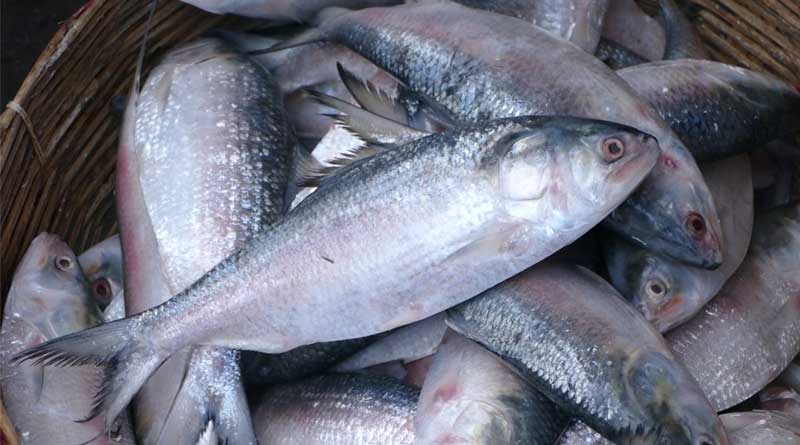 Fishermen are illegally catching Hilsa in Bangladesh (ইলিশ মাছ)
