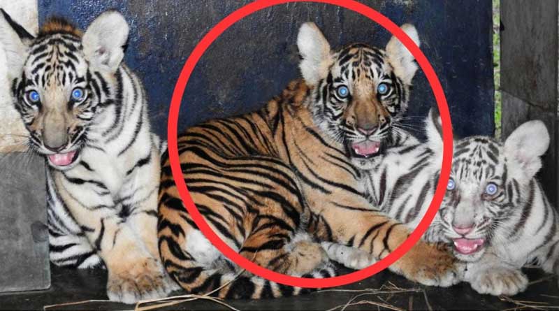 Royal Bengal tiger cub dies in Bengal Safar Parik