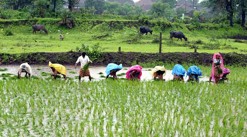 Due to lack of rain rice cultivation targets were not met in Bankura | Sangabad Pratidin