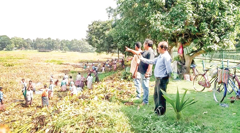 কচুরিপানা সাফাইয়ে কীটনাশক স্প্রে, কৃষ্ণসায়রে মাছের মড়ক