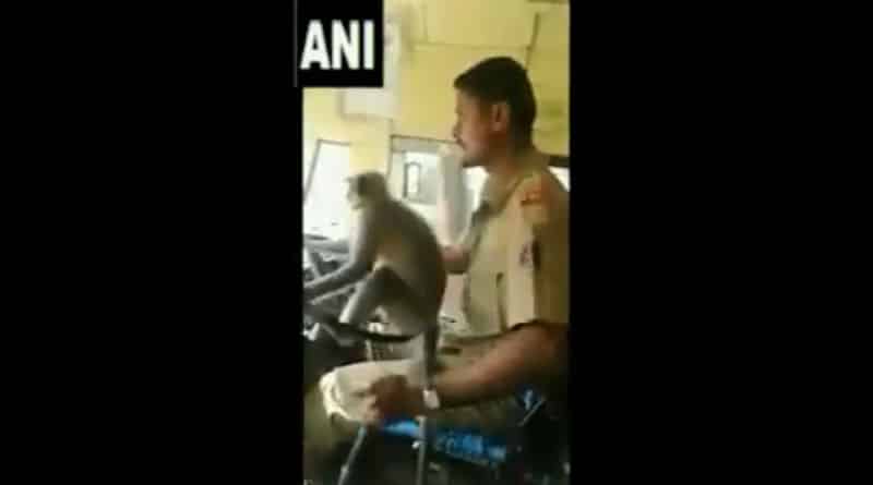 স্টিয়ারিংয়ের উপর বসে জলজ্যান্ত বানর, আতঙ্কে বাসযাত্রীরা