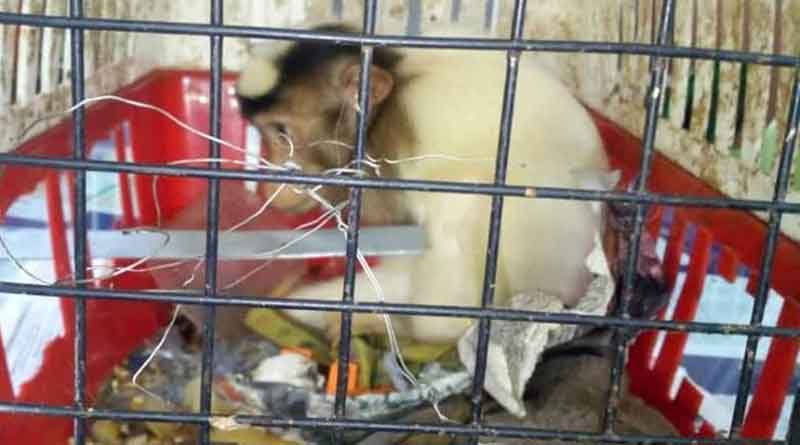 A rare species of monkey rescued from Saraighat Express 