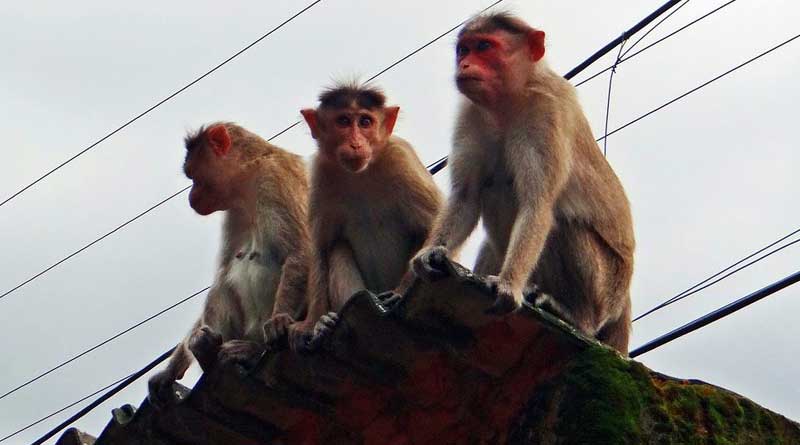 UP: Monkeys stone man to death, family wants FIR