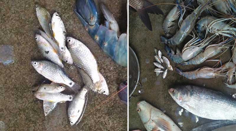 Fish prices soar on Vijaya Dashami in Burdwan