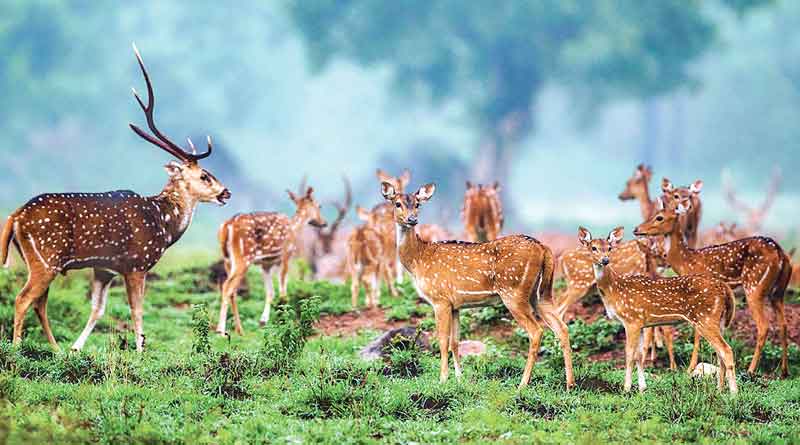 Embrace nature, visit Sanjay National Park