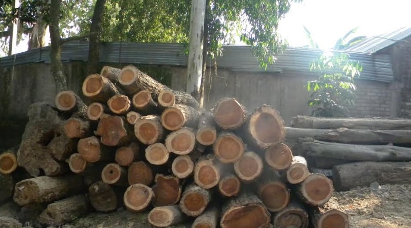 Panchayat pradhan allegedly cutting tree in South Dinajpur