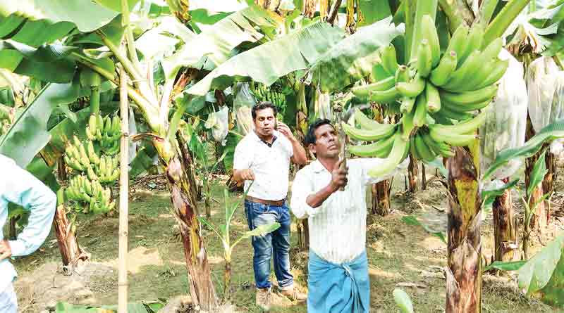 Techniques for banana cultivation