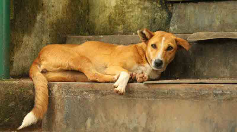 A stray dog allegedly beaten for theft some food in Katwa