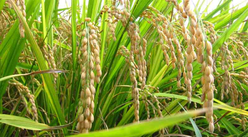 Some disease arise in paddy cultivation, Farmers tensed