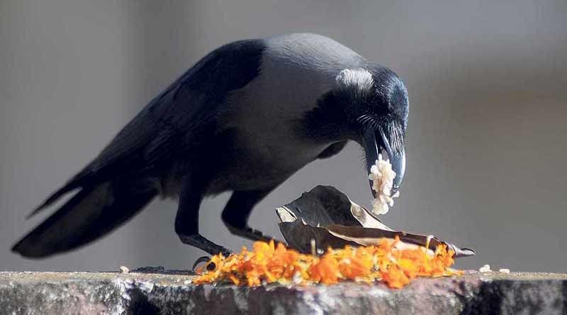 দিওয়ালির মরশুমে এই দেশে পালিত হয় কাক উৎসব