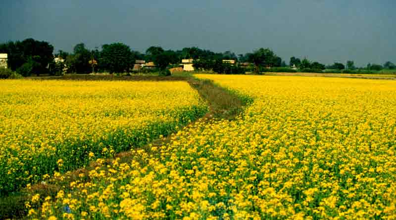 Mustard cultivation in Balurghat