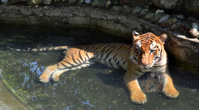 New Royal Bengal tiger for Alipore 