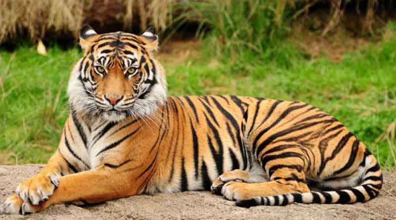 Forest officers rescued weak tigress who took shelter into kitchen of village adjacent to Kaziranga