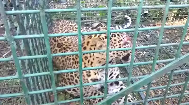 Leopard caught in Dooars 