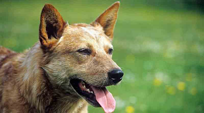 British researchers test on dogs' ability to sniff and detect the virus.