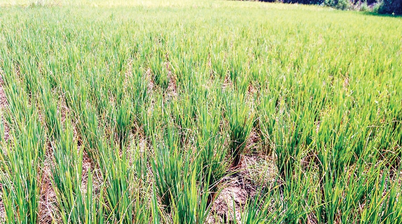 Drought like situation in Bankura, farmers threaten agitation  