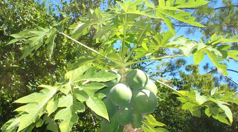 How to keep papaya trees bug free
