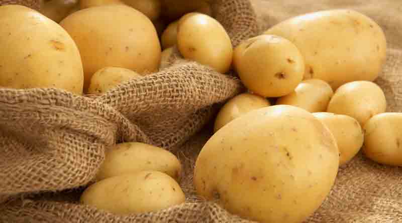 Potato cultivation damaged due to weather in Bankura