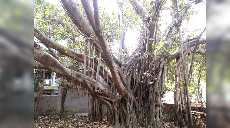 Tale of Asansol haunted tree 