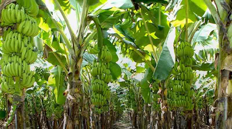 Banana cultivation in Asansol