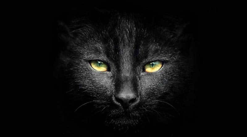  Why Black Cat is dangerous