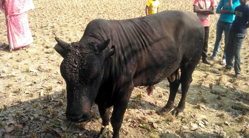 গোয়ালে ঢুকে পড়ার শাস্তি, অবলা ষাঁড়কে জ্যান্ত পুড়িয়ে মারার চেষ্টা