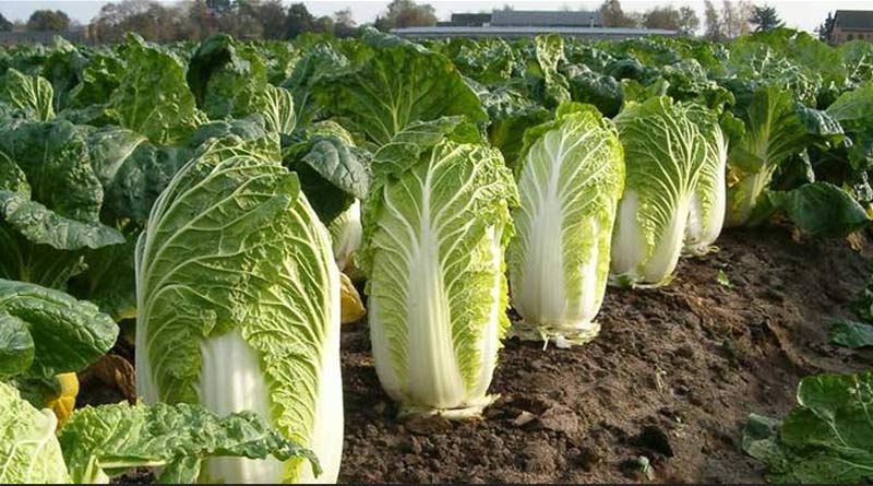  gastric ulcer to be cure by Cabbage