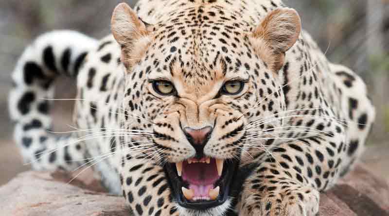 Jammu and Kashmir: people were found taking selfies with a leopard