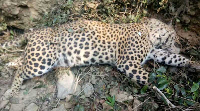 Assam: Locals kill and eat leopard in Dibrugarh district