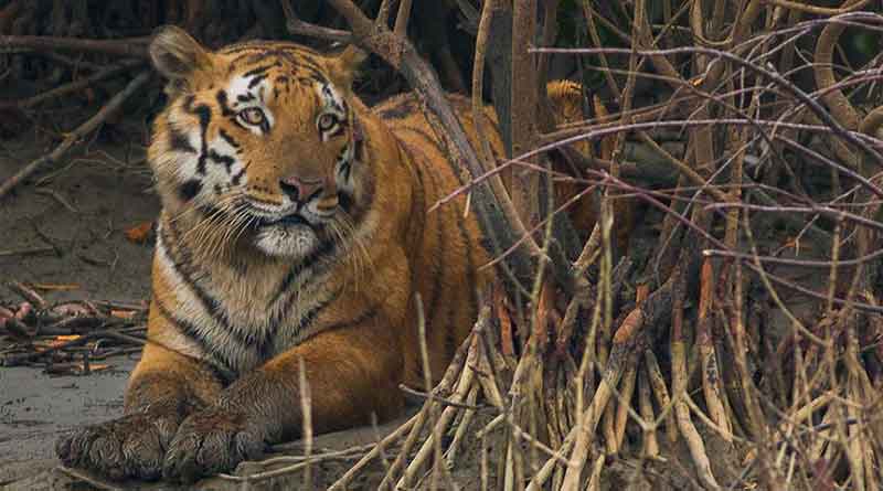 A travel guide to Sundarban