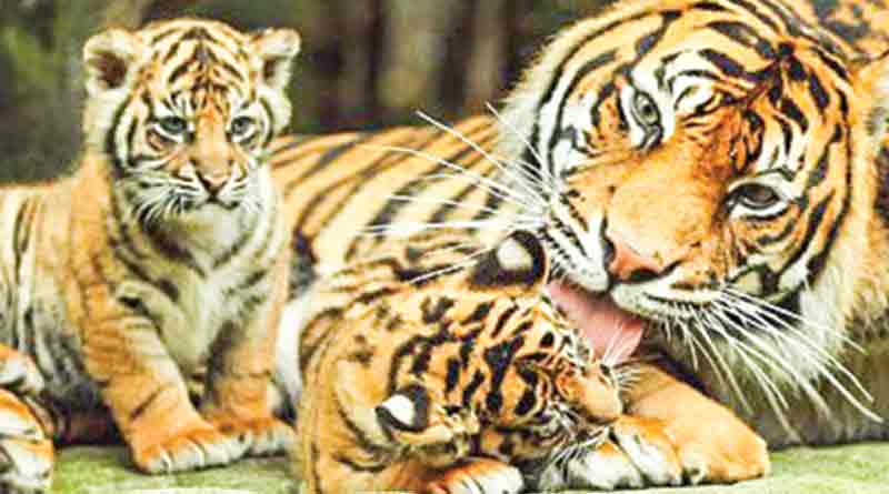 New animal Bengal Safari Park