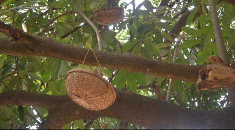 পাখিদের বাঁচাতে গাছে বাসা তৈরি করেছেন শিক্ষক ও পড়ূুয়ারা
