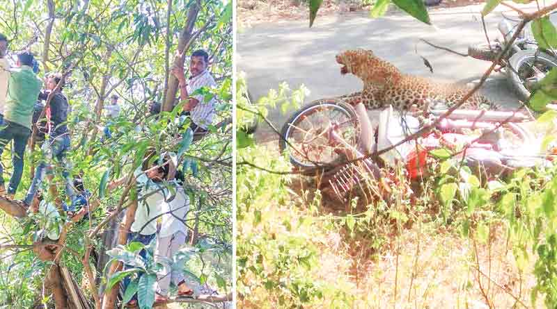 ‘হালুম’ শব্দ শুনেই বাইক ছেড়ে গাছে, লেপার্ড হানায় ত্রস্ত মহারাষ্ট্র