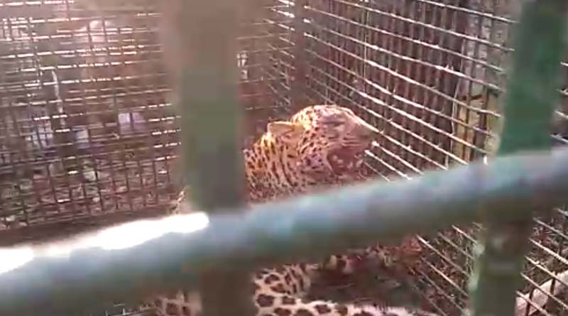  Leopard caged in Dooars  tea Estate