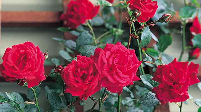 Rose cultivation in Bankura