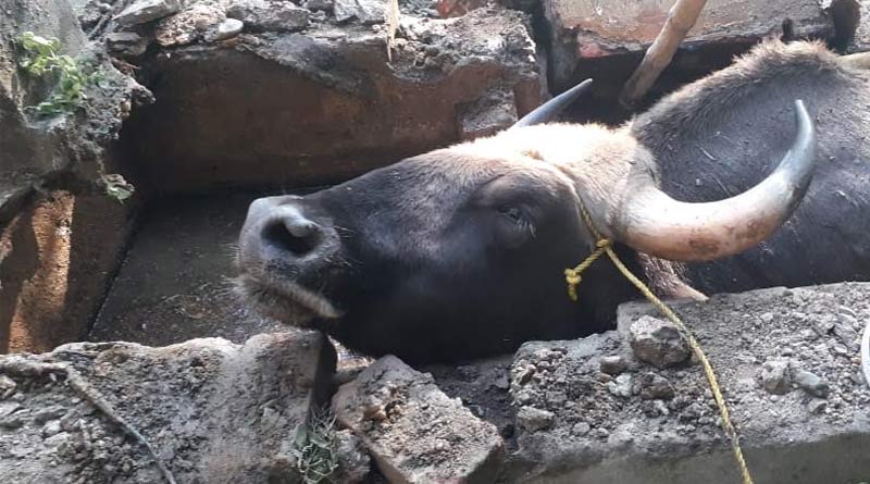 ৩ বাইসনের তাণ্ডবে ত্রস্ত গোটা গ্রাম, গুরুতর জখম চারজন