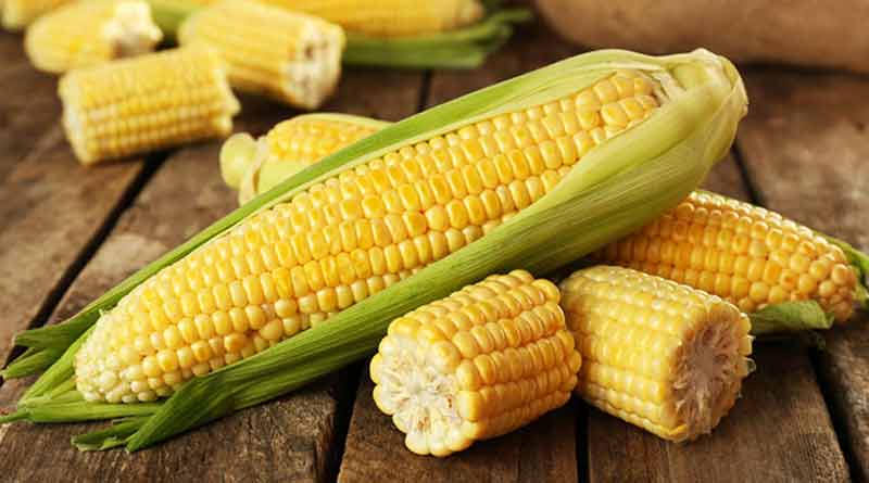 Corn cure for cancer 