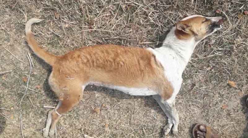 14 cats and 7 dogs found dead