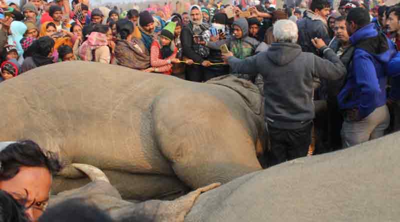 Elephant electrocuted to death