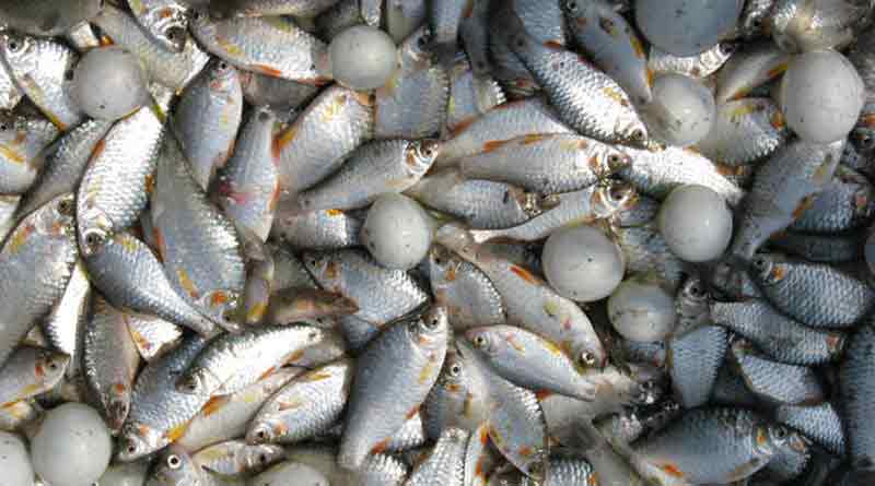 Fish farming declines in Durgapur
