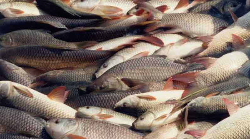 State is looking for big fish cultivation 