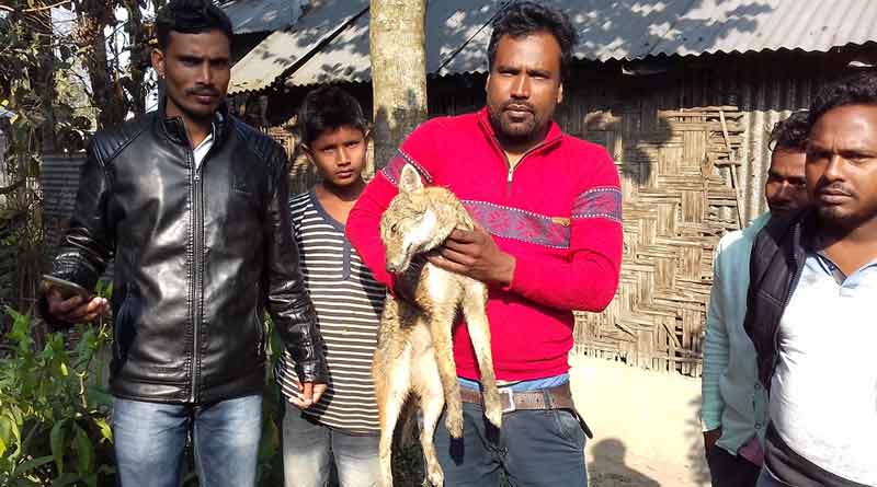 Villagers save ailing jackal