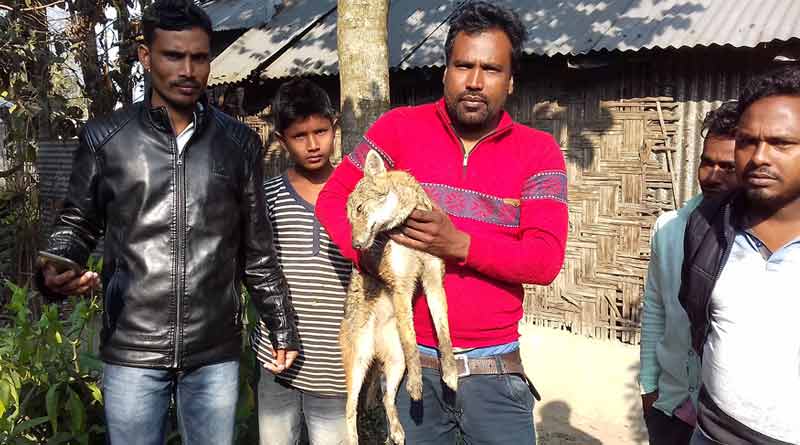 গোয়ালঘরে ‘অনুপ্রবেশ’, গরুর লাথি খেয়ে বেহুঁশ শিয়াল