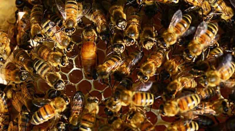 Honey bee farming in Katwa