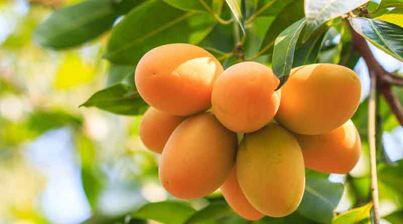 এবার জিআই তকমা পেল চাঁপাইনবাবগঞ্জ জেলার খিরসাপাত আম