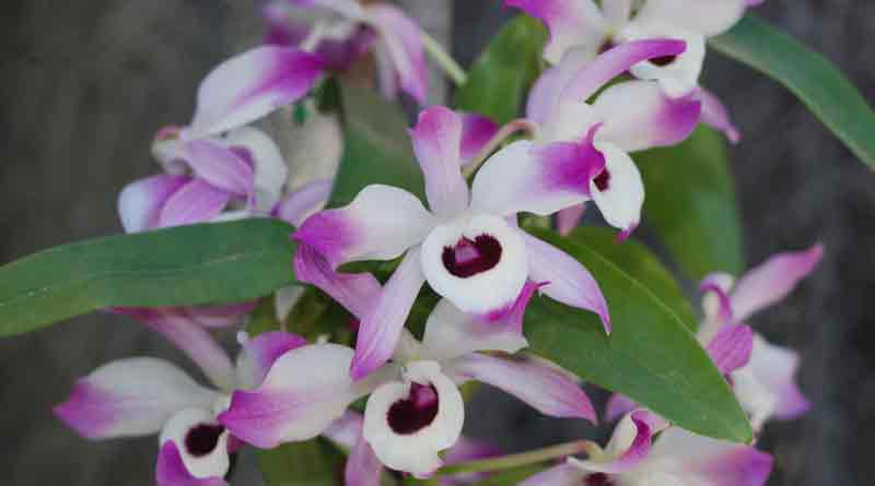 Orchid cultivation in Coochbihar