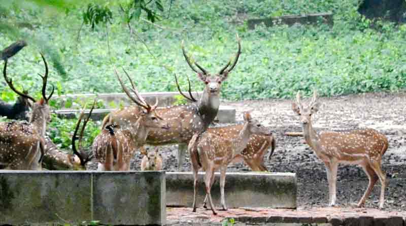 Customers force seller to supply flesh of deer on picnic, arrested