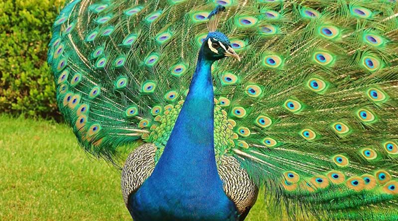 Youth arrested for posting picture on social media holding peacock | Sangbad Pratidin