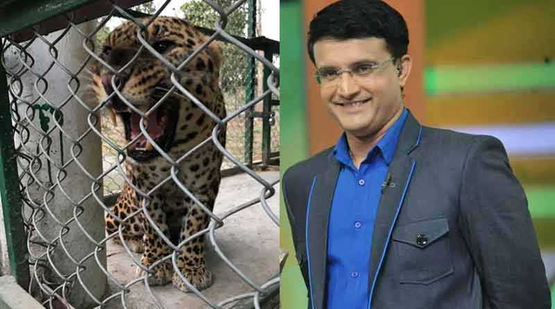 Sourav Ganguly tweets on leopard